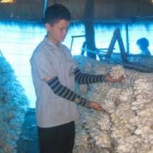 การเพาะเห็ดนางฟ้า